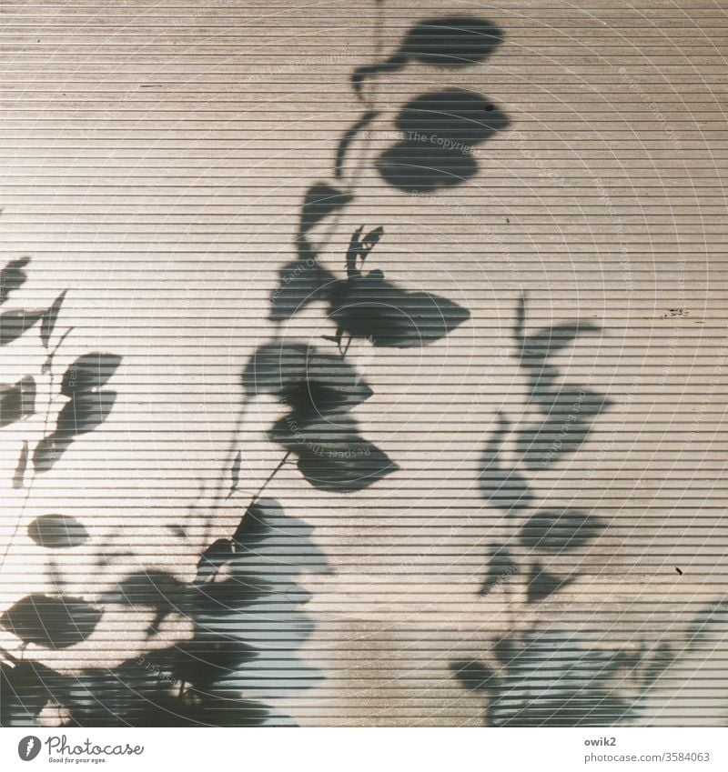 vivid Glass Barrier Screening Light (Natural Phenomenon) twigs leaves Plant Shadow Detail Colour photo Exterior shot Deserted Day Sunlight Contrast Nature
