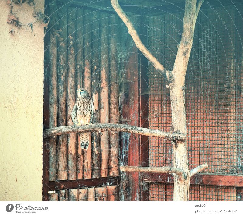 Isolation ward aviary cagey Captured birds Grating Animal Loneliness Sit Wait Lonely sad patience observantly Observe Wild animal Day Looking Colour photo