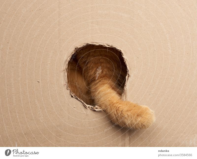 red adult cat put his paw into a round hole in a brown cardboard box adorable animal background beautiful behind carton closeup curiosity curious cute domestic