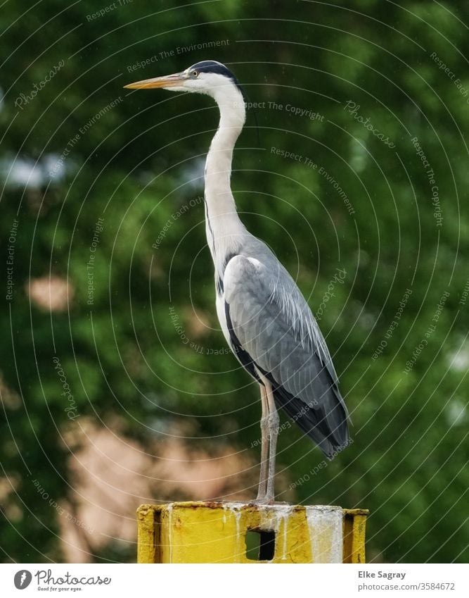 sharp look into the distance... herons Grey heron Nature Wild animal natural Colour photo Deserted Copy Space left