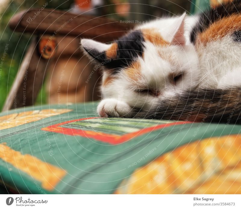after-lunch nap in the sun Animal Colour photo Exterior shot Detail Animal portrait Cat lucky cat Pelt