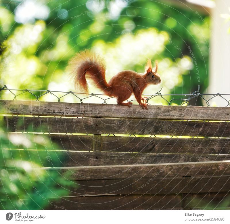 look over your own backyard fence... Animal Colour photo Exterior shot Nature Animal portrait Wild animal Day