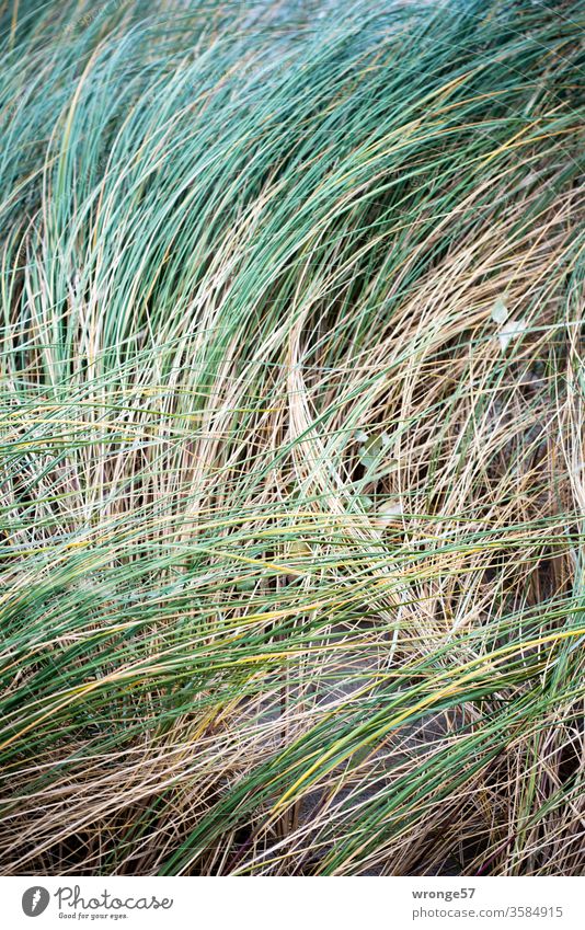 Dune grass swaying in the wind Marram grass Grass dune Wind Weigh move Coast coastal protection Close-up Nature Exterior shot Colour photo Deserted Beach Plant