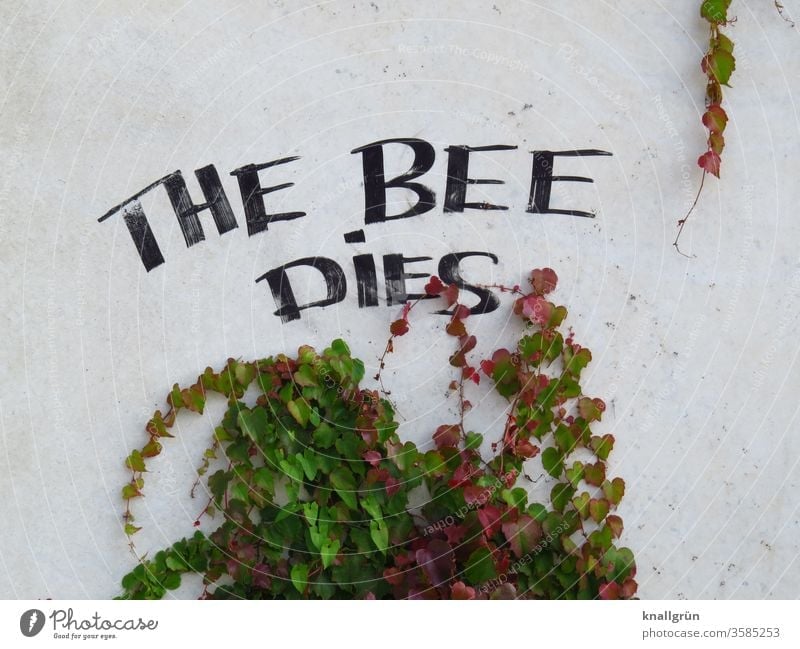 THE BEE DIES bee deaths Nature Environmental protection Bee Insect Eye System Plant Creeper pesticides Poison Day Colour photo Graffiti Wall (building)