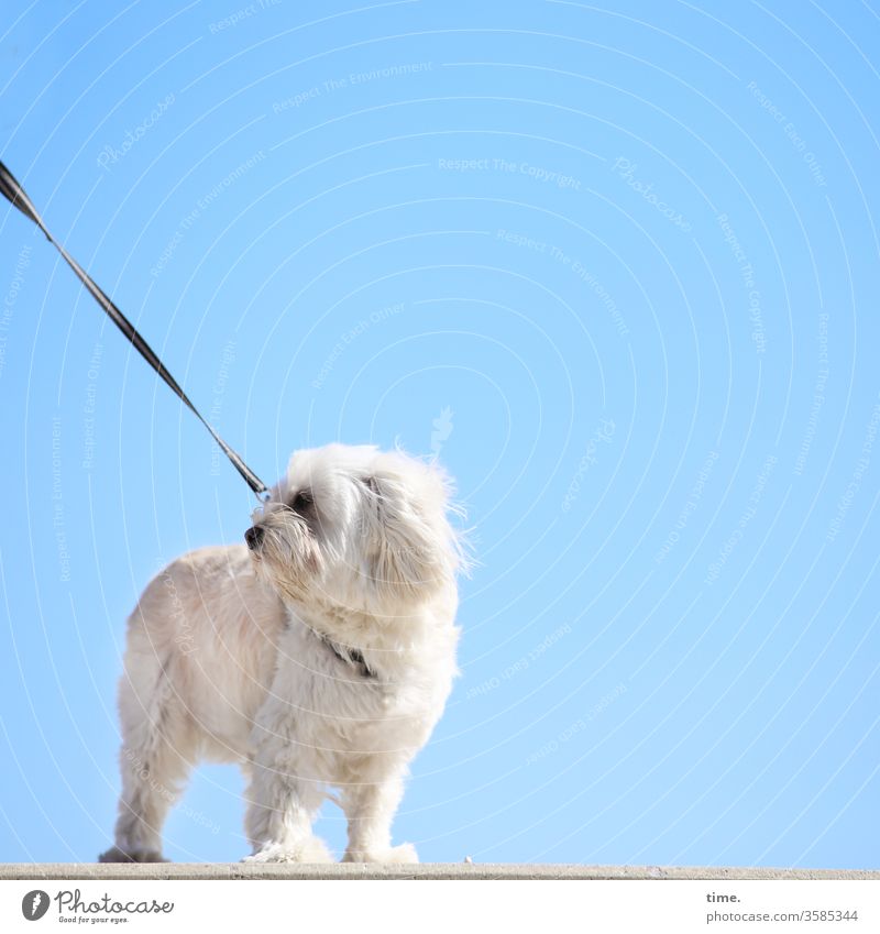 Beach horn Dog leash Metal Sky sunny off dyke path watch Rules of conduct Stand look Observe Wait Leashed Tension turn look of the shoulder Animal Pet