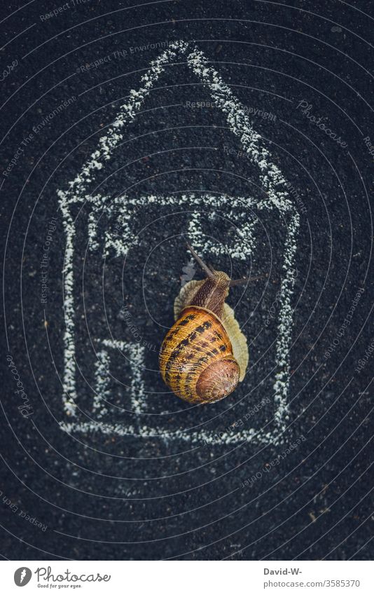 Semi-detached house - snail shell in snail shell Crumpet Snail shell Creativity creatively Drawing Chalk out Nature Vineyard snail escargot