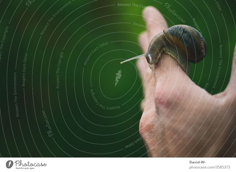 a Roman snail crawls along on one hand Crumpet by hand escargot present Glide Crawl Snail shell Slowly lame snail's pace Feeler Animal Close-up Vineyard snail