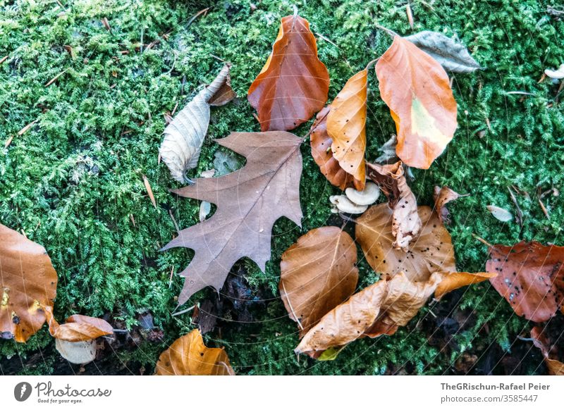 Autumn leaves on moss flaked Plant Nature Colour photo Exterior shot Season Deserted Environment Moss mushrooms Brown Forest Close-up circle of life