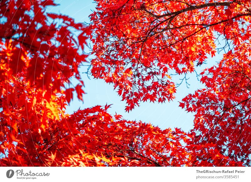 red leaves in front of a blue sky Autumn Red flaked Plant variegated Nature Colour photo Exterior shot Season Deserted tree Environment