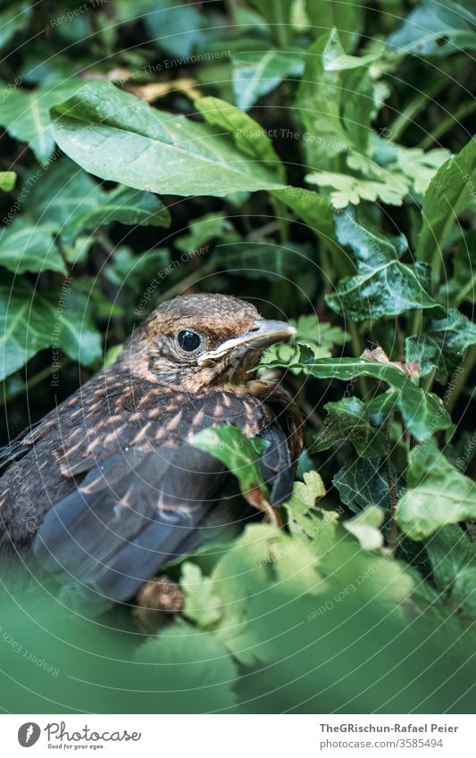 Young blackbird in the country birds Blackbird Exterior shot Animal Colour photo Nature Environment 1 Animal portrait Close-up Beak Brown scared Feather Eyes