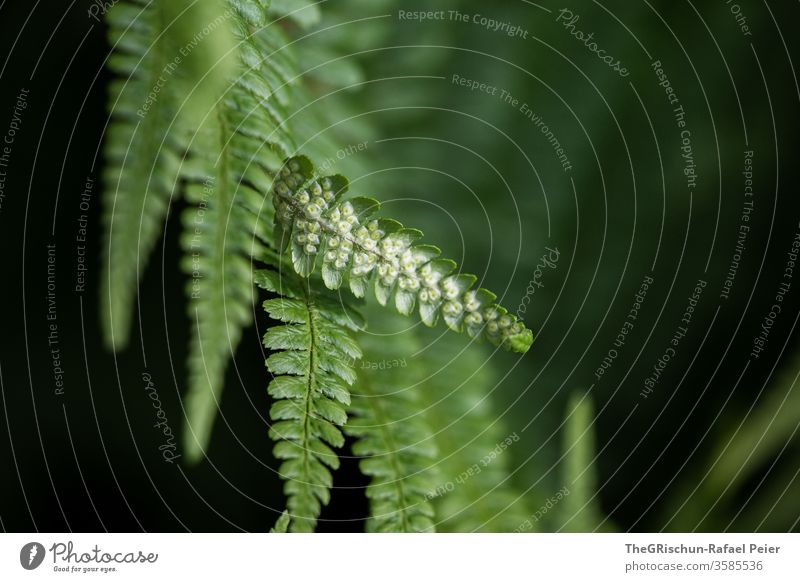 green fern in front of black background Fern Nature Plant Colour photo Foliage plant Day flaked Growth natural Close-up Shallow depth of field Pattern structure