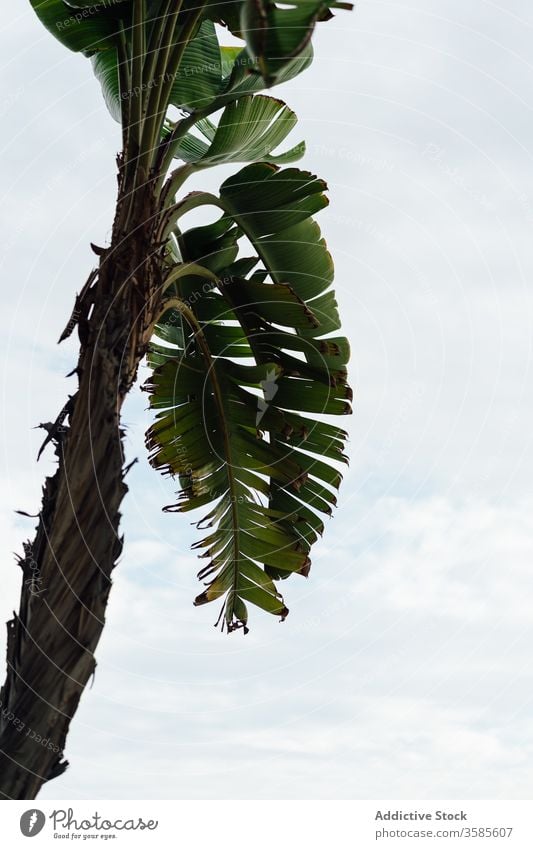 Leaves of green palm tree against cloudy sky tropical exotic leaf lush grow nature plant foliage amazing summer flora growth vegetate tranquil fresh idyllic