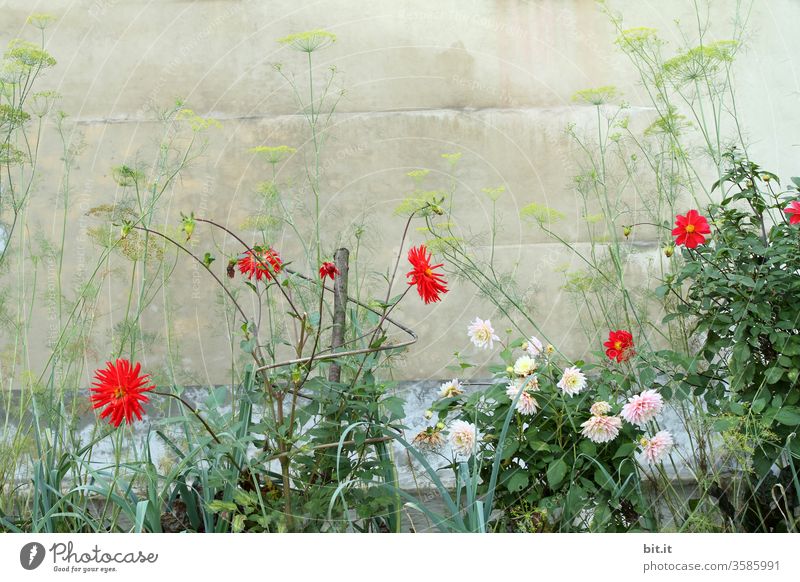 Red and pink dahlias and green fennel, growing in front of an old grey wall. Beautiful, wild farmer's garden with a jumble of flowers and herbs, which are planted in a jumble in the flowerbed, perennial bed in front of a dreary Mediterranean house wall.