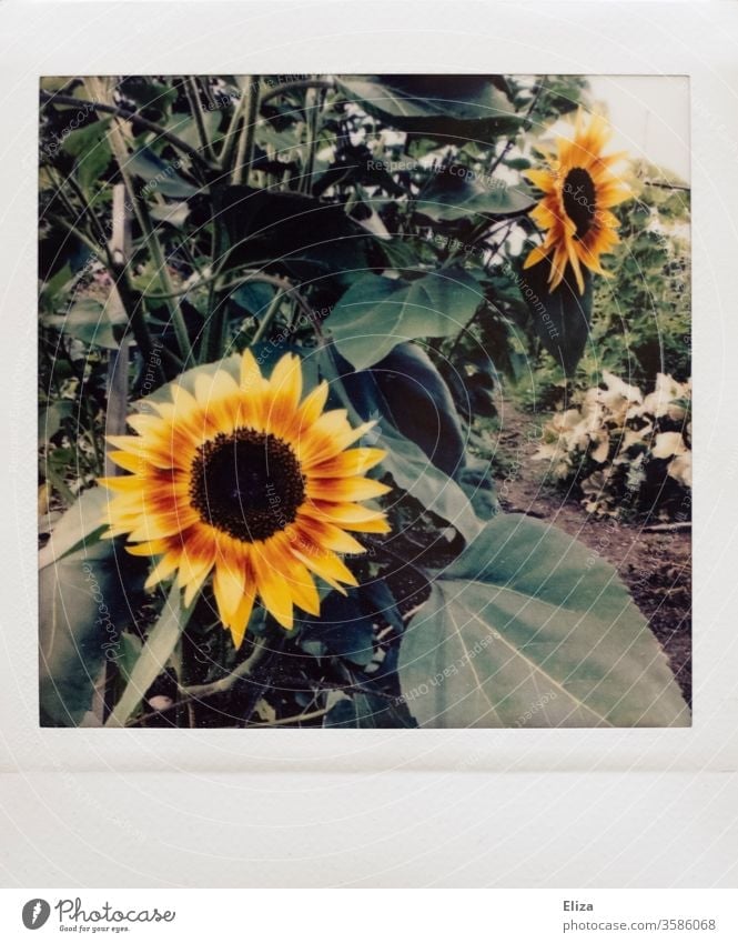Polaroid with sunflowers in the garden Sunflowers Analog already Retro vintage Nature Garden Yellow Plant