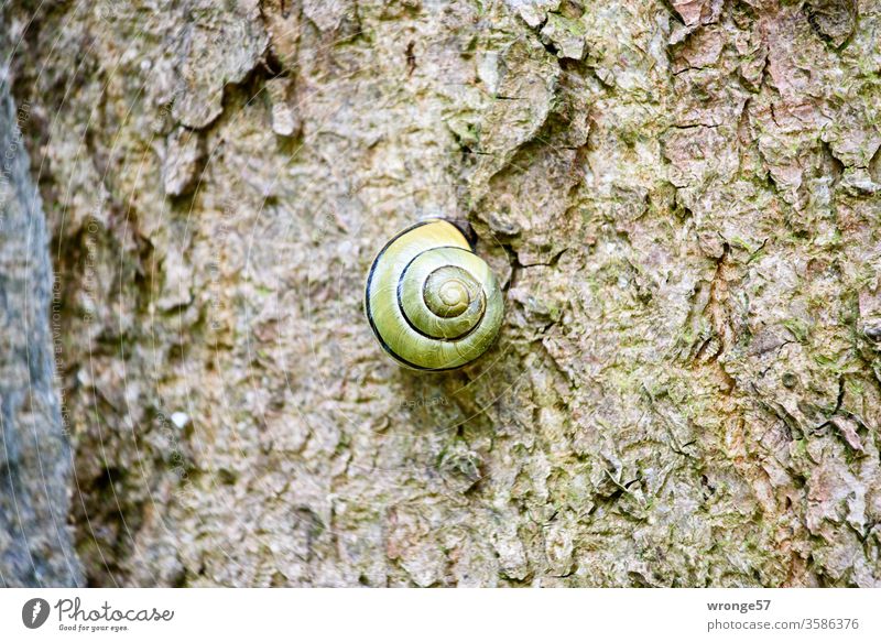 A tree snail with distance on its resting tree Crumpet Circular snail Snail shell Tree trunk bark Animal Nature Slowly House (Residential Structure)