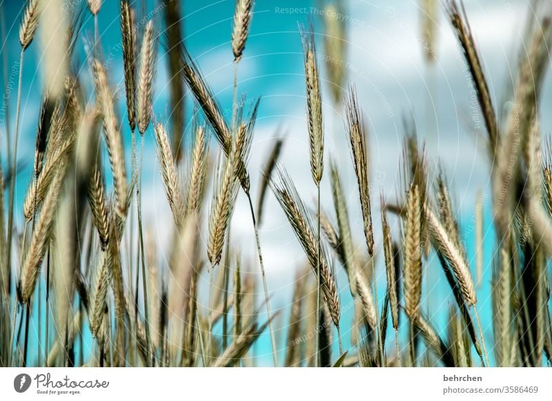 vital | cereals ecologic Awn Idyll idyllically Agriculture Exterior shot Harvest Nutrition Plant Agricultural crop Environment Landscape Deserted Food grain