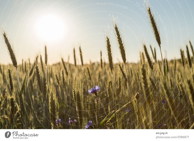 Cornflower in a wheat field at sunset Wheat Wheatfield grain Cornfield Grain Grain field Ear of corn cornflowers agrarian Agriculture Growth ecologic Nutrition