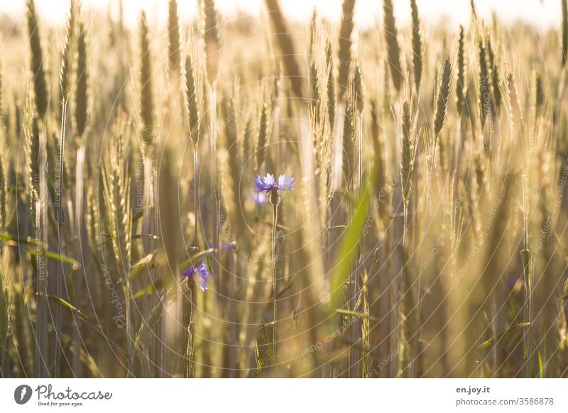 Cornflowers in a wheat field Wheat Wheatfield grain Cornfield Grain Grain field Ear of corn cornflowers agrarian Agriculture Harvest Field Summer Nature