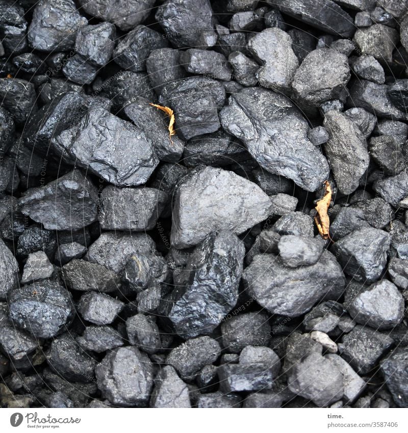 wet coal Coal pieces of coal fuel Autumn leaves Lie Heap warehouse Bird's-eye view Damp Wet Many disparate miscellaneous Black Gray Anthracite Fossil Energy