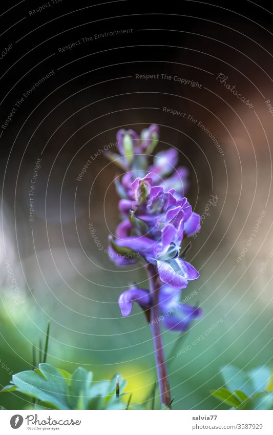 blue beauty, the larkspur flowers Nature bleed Plant Close-up spring blue purple green Spring flowering plant already Garden blossom Fragrance Corydalis natural