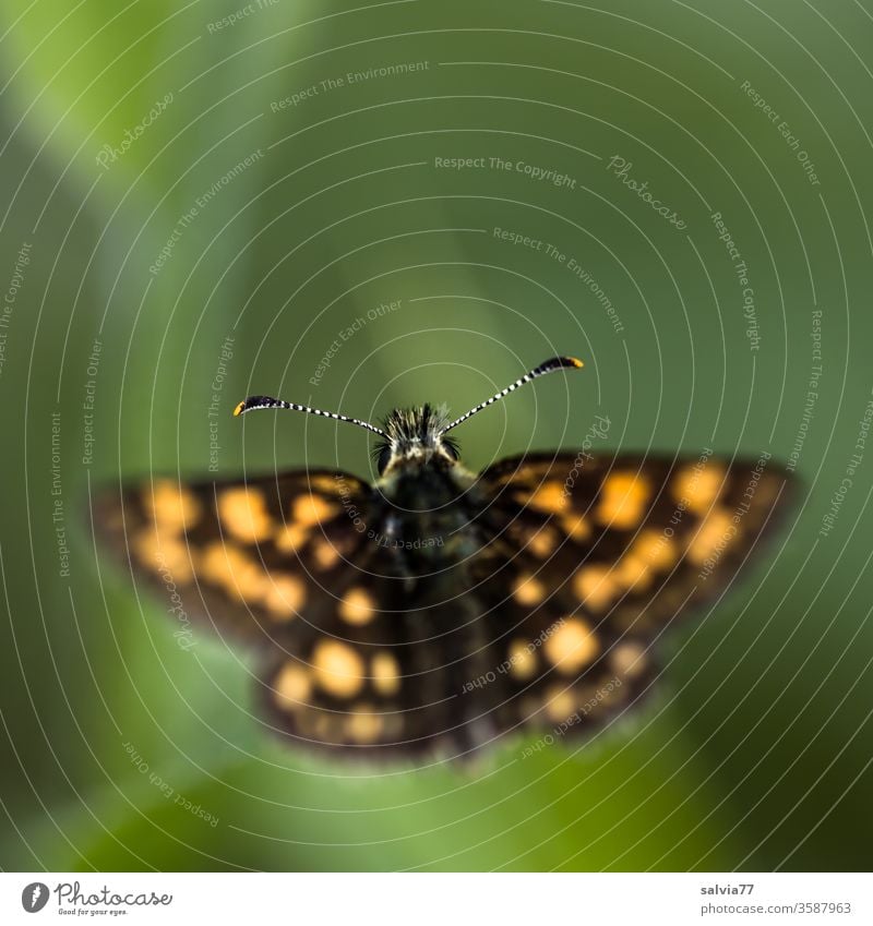 the sensors on reception | Yellow Cube Thick-headed Butterfly Nature Insect Macro (Extreme close-up) Feeler Small Grand piano Big head butterfly lepidoptera