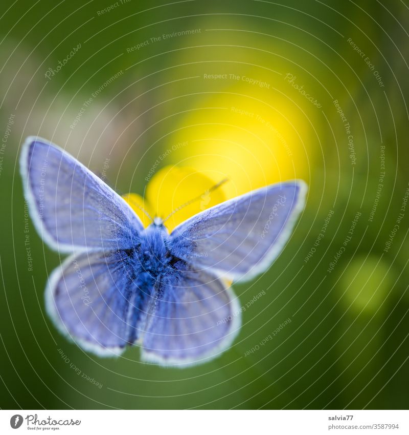 Symmetry | Butterfly wings Nature Polyommatinae Plant bleed Animal 1 Insect Colour photo Animal portrait Grand piano Shallow depth of field Ease Summer