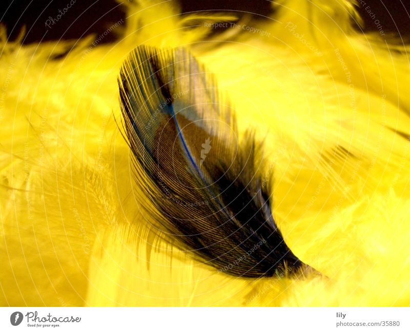 Spring on springs Yellow Dark Multicoloured Feather Soft Obscure Contrast