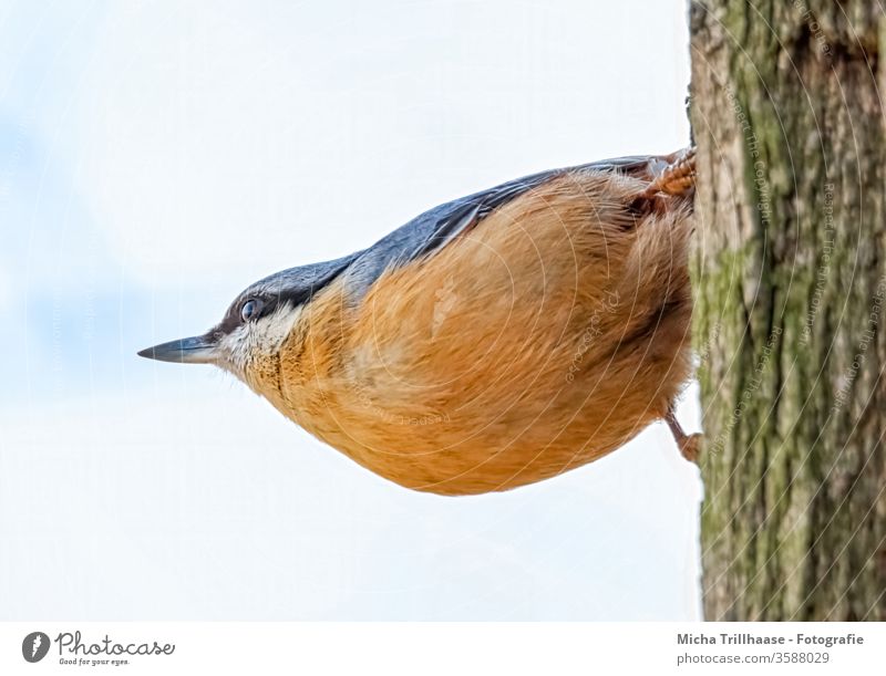Nuthatch on a tree trunk Eurasian nuthatch Sitta Europaea birds Head Beak Eyes Claw Plumed Feather Grand piano hang Observe Looking Animal face Wild animal