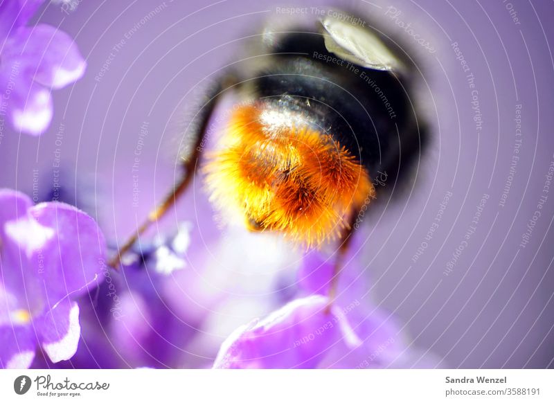 bumblebee butt Bumble bee bees bleed Nectar pollination Lavender Fragrance Fragrant Hairy hair Grand piano Insect insects macro