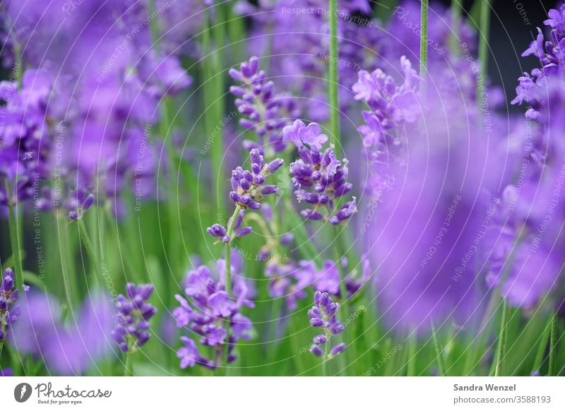 lavender Lavender Garden Garden Bed (Horticulture) Terrace plant bleed Summer Bee food Nectar purple Fragrance Fragrant