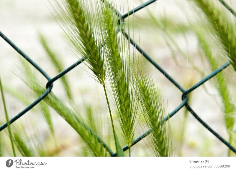 Wheat on wire mesh Wire netting Wire netting fence out Natural growth