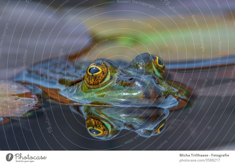 Pond frog in water Frog pond frog pelophylax Water frog Head Face peer Muzzle Nose Lake Surface of water be afloat reflection Mirror image Looking eye contact