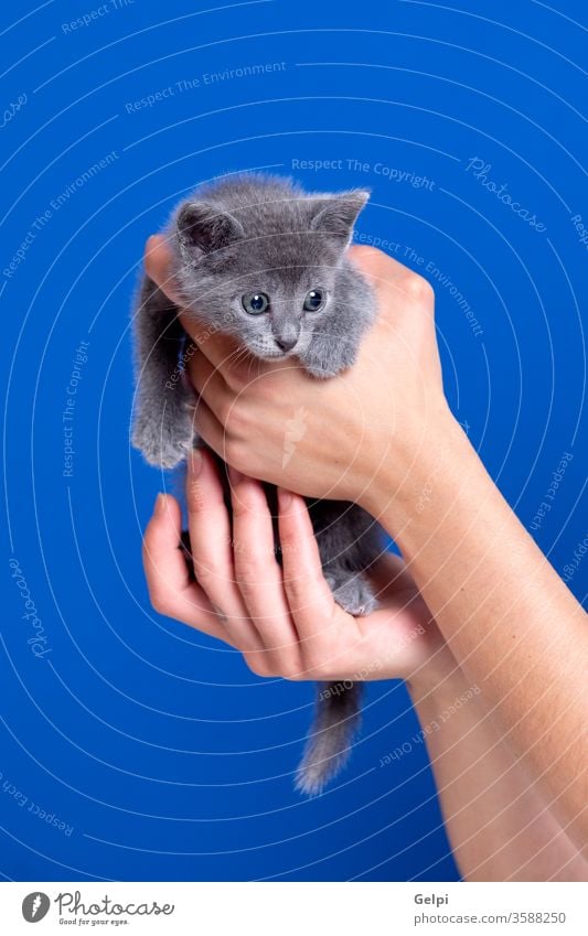 Little kitten with grey hair feline cat puppy domestic fur animal blue hand portrait pet mammal one purebred young isolated eye beautiful whisker face kitty