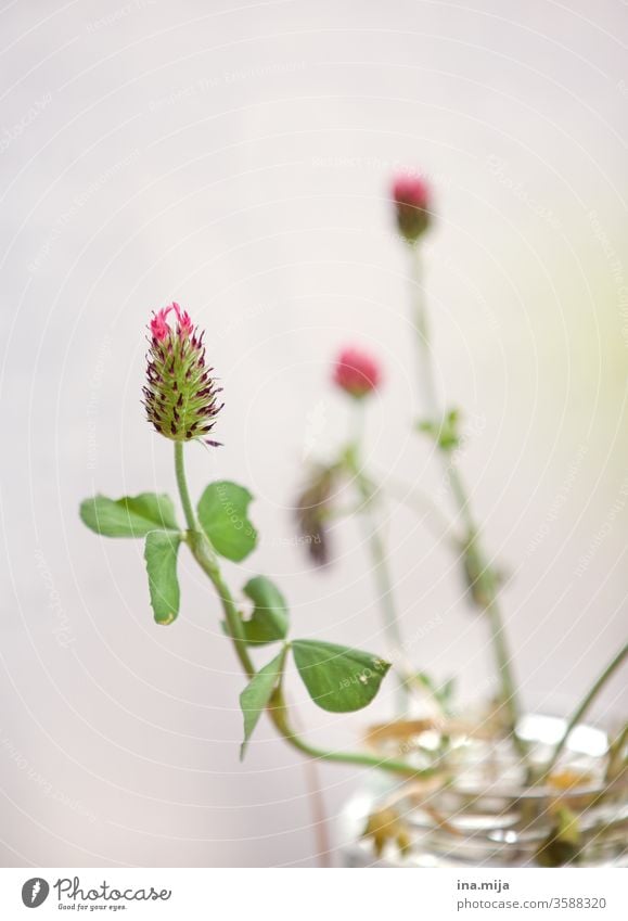 red lucky clover red clover Clover green Plant Meadow Nature Good luck charm Cloverleaf clover plant Clover blossom Red healing garden plans home remedies plant