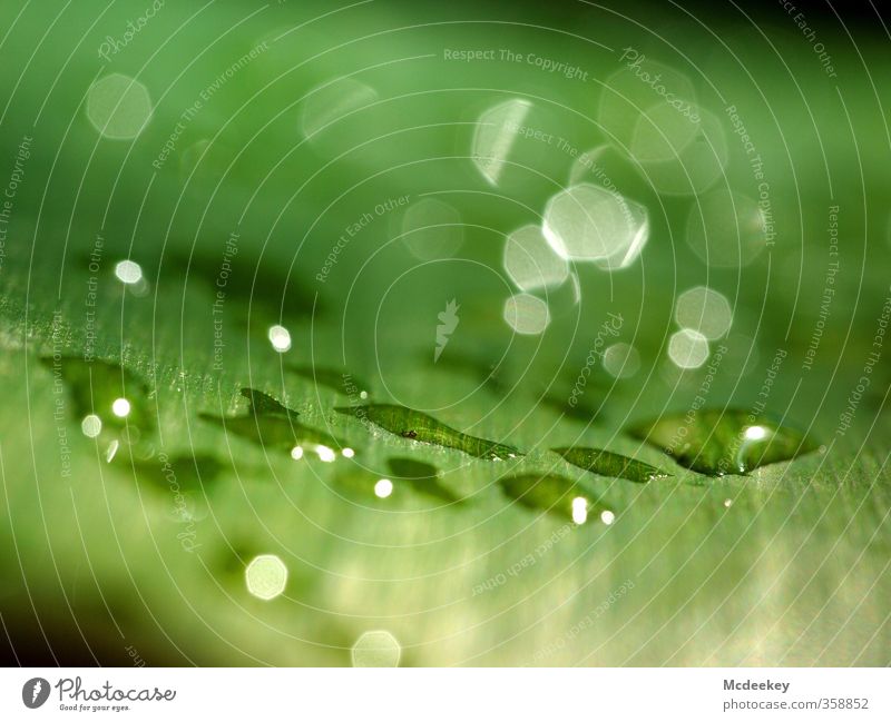 heavenly tears (5) Environment Nature Plant Water Drops of water Summer Bushes Leaf Foliage plant Park Cold Natural Yellow Gray Green Black White Glittering Wet