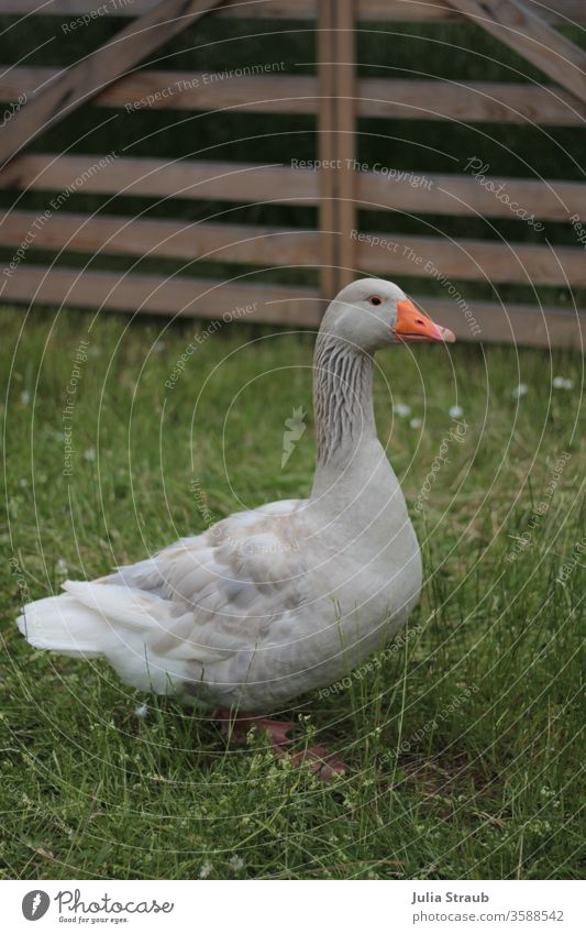 Beautiful picture book Goose standing on a meadow Gray Meadow Gate Fence Wooden gate Daisy Nature Free-range rearing Poultry organic farming salubriously