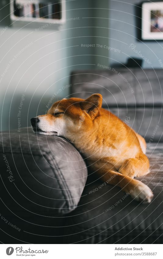 Cute purebred dog lying on sofa adorable shiba inu pet companion cozy room modern apartment plush gray soft daybed couch home animal domestic canine cute