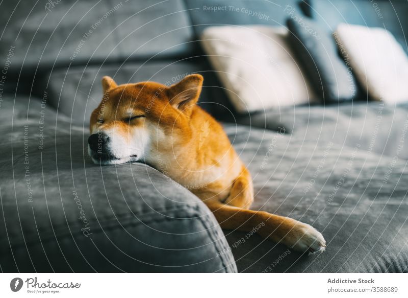 Cute purebred dog lying on sofa adorable shiba inu pet companion cozy room modern apartment plush gray soft daybed couch home animal domestic canine cute