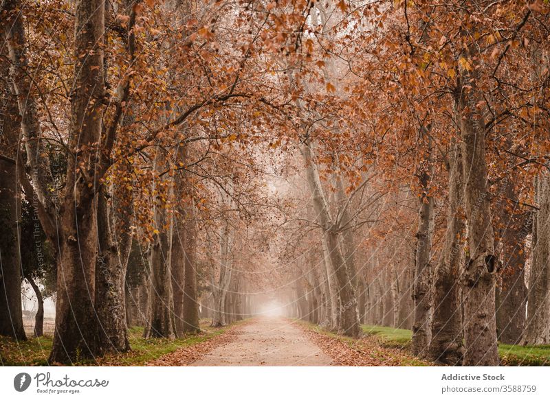 Empty alley with autumnal trees atmosphere fog mystery red nature tranquil aranjuez spain environment landscape quiet haze mist foliage park fall road light