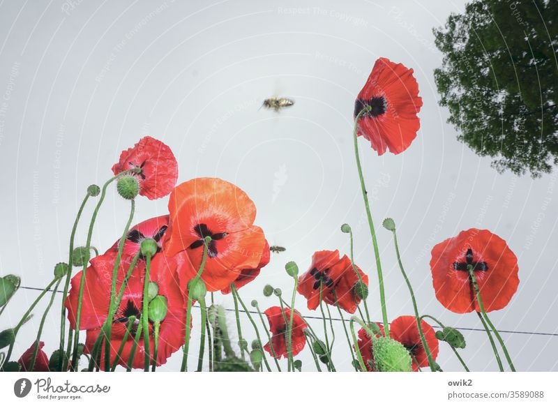 drone Flying Buzz Poppy Meadow Poppy blossom Blossoming Sky cloudy out Exterior shot flora fauna Nature Colour photo Summer Red bright red bleed spring Growth