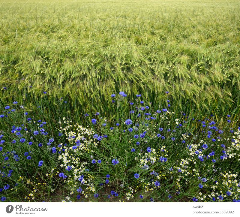 Grain and flowers Field acre Margin of a field Cornfield cornflowers Nature Agriculture Grain field green Plant Exterior shot Landscape Environment