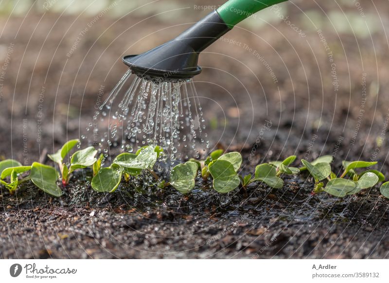 Seedlings are watered Earth spring Garden Gardening Watering can macro Close-up food Nature plants Rain Rainwater Drop Growth Fertile Cast green