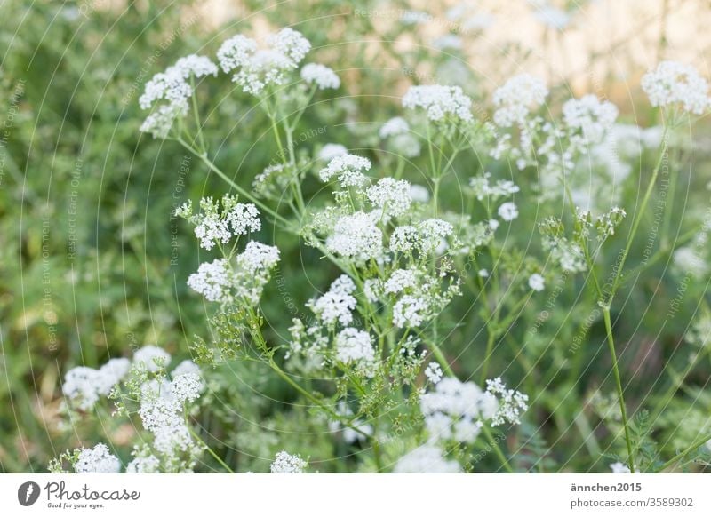 white flowers of a summer meadow with sunshine Meadow White green Summer spring blossom bleed Nature Plant Close-up Garden Colour photo Deserted Grass
