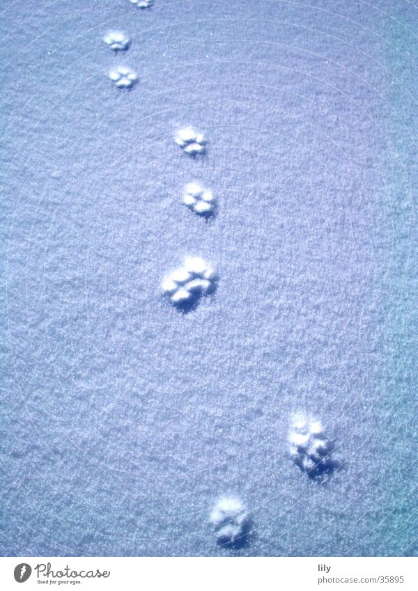 Tracks in the snow #3 Cat Snow layer Mysterious Paw Sun Chase Animal tracks