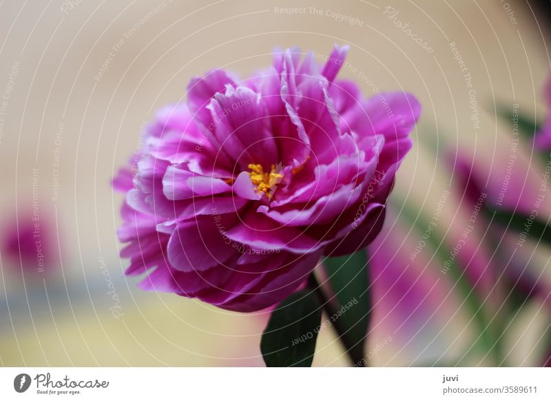 pink peony against a blurred background Peony flowers blooms blossom flourished Beige yellow pollen green leaves hazy centred centered slender delicate petals