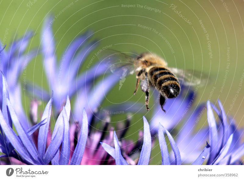 bumblebee butt Landscape Summer Flower Cornflower Garden Meadow Animal Bee Wing 1 Select Observe Blossoming Fragrance Flying To feed Near Blue Green Violet