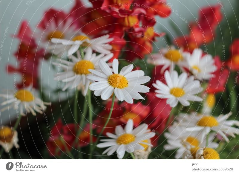 Daisies and snapdragons in white and red marguerites hazy Marguerite focused frisky flowers Nature Summer already Yellow Red blooms blossom red and yellow