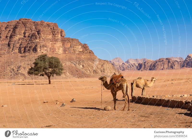Resting camels, Wadi Rum desert, Jordan. wadi rum jordan landscape sand travel east middle rock nature valley red tourism sky mountain view dry adventure stone
