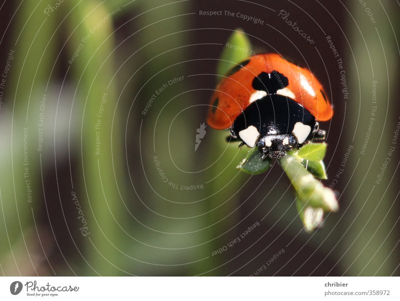 Käwrschn II Environment Nature Animal Summer Plant Beetle Ladybird 1 Observe Relaxation Crawl Sit Wait Beautiful Small Near Green Red Black Contentment Happy