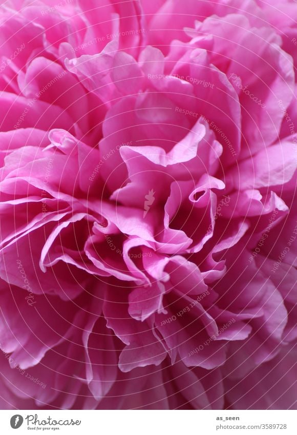 Pink peony blossom Peony bleed pink Light Shadow petals flowers Nature spring Summer already Colour photo Close-up Blossoming Deserted Blossom leave Detail